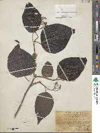 Image of Premna acuminatissima