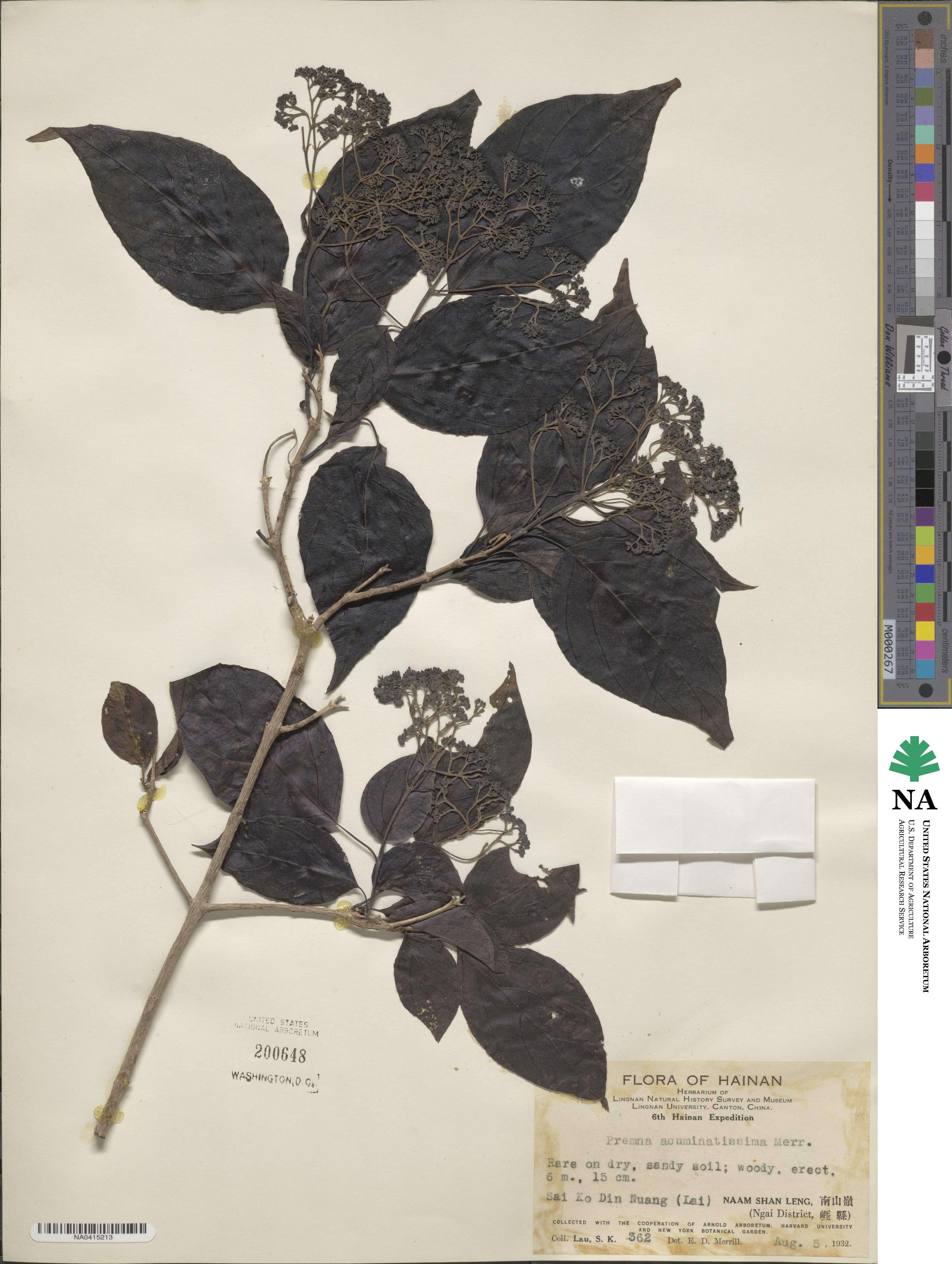 Premna acuminatissima image