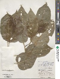 Premna serratifolia image