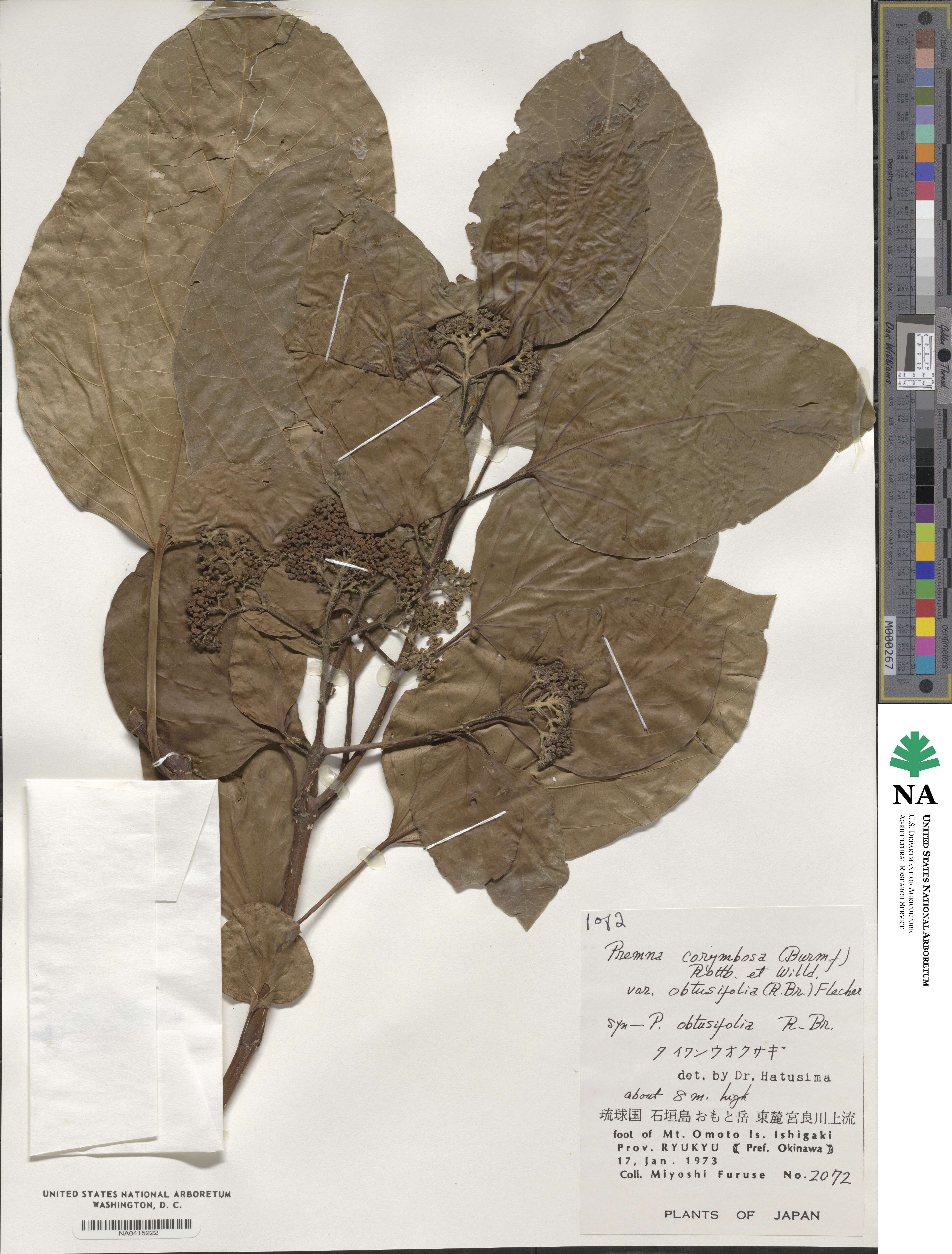 Premna serratifolia image
