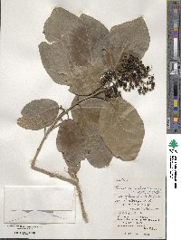 Premna serratifolia image