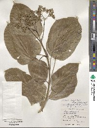 Premna serratifolia image