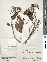 Premna taitensis image