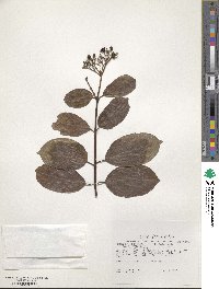 Premna serratifolia image