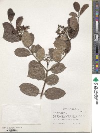 Premna serratifolia image