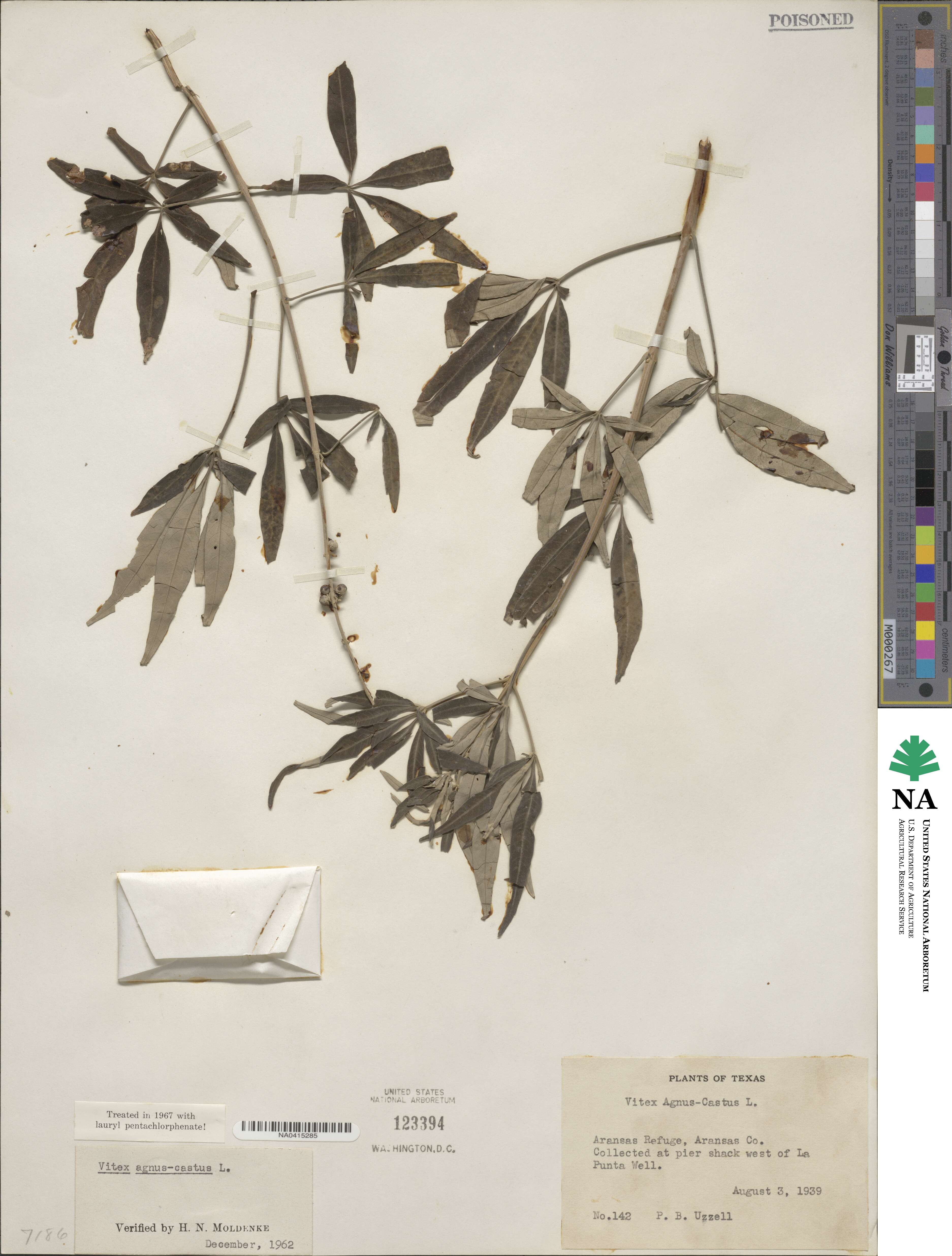 Vitex agnus-castus image