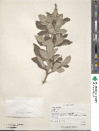 Vitex trifolia image