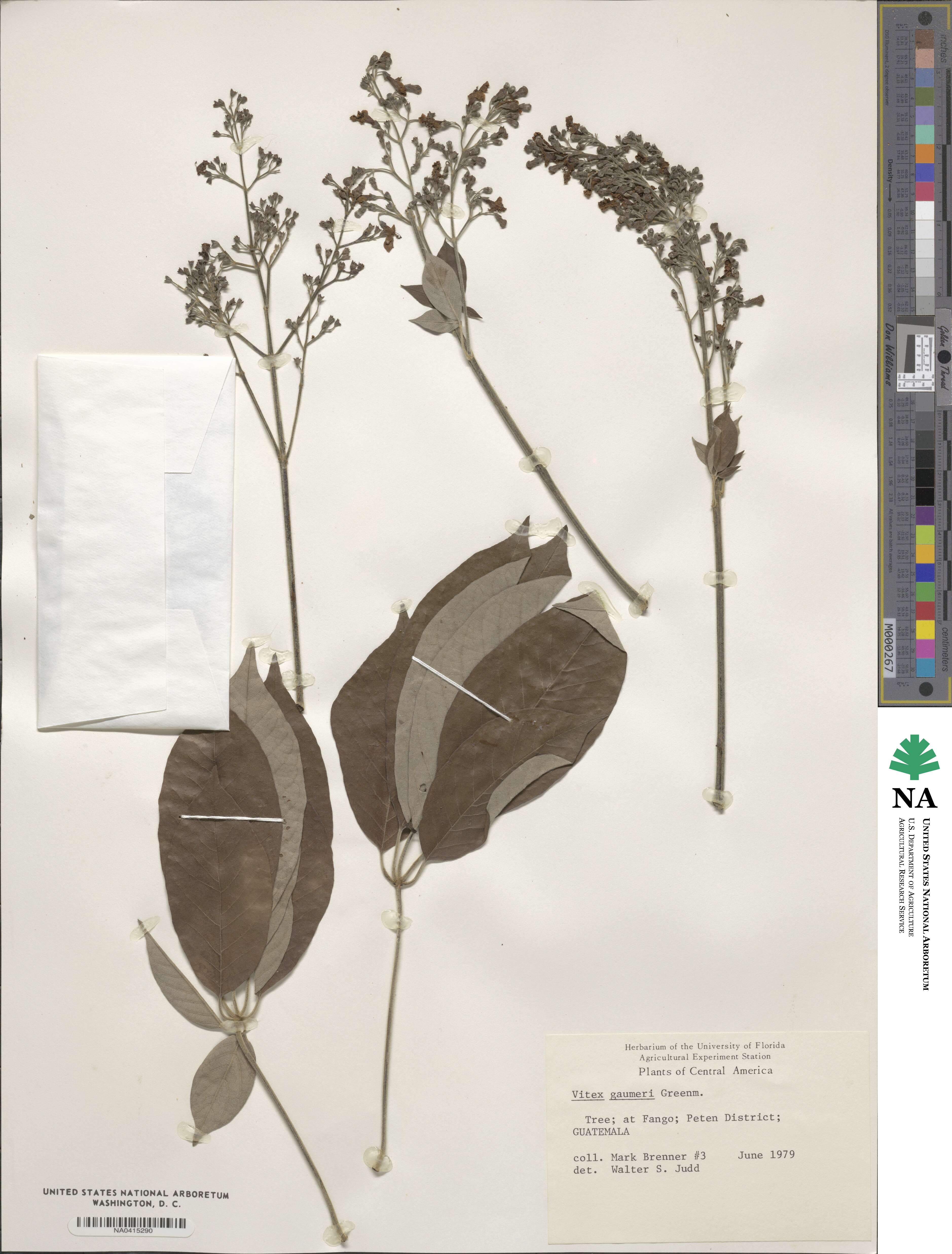 Vitex gaumeri image