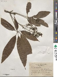 Vitex gaumeri image