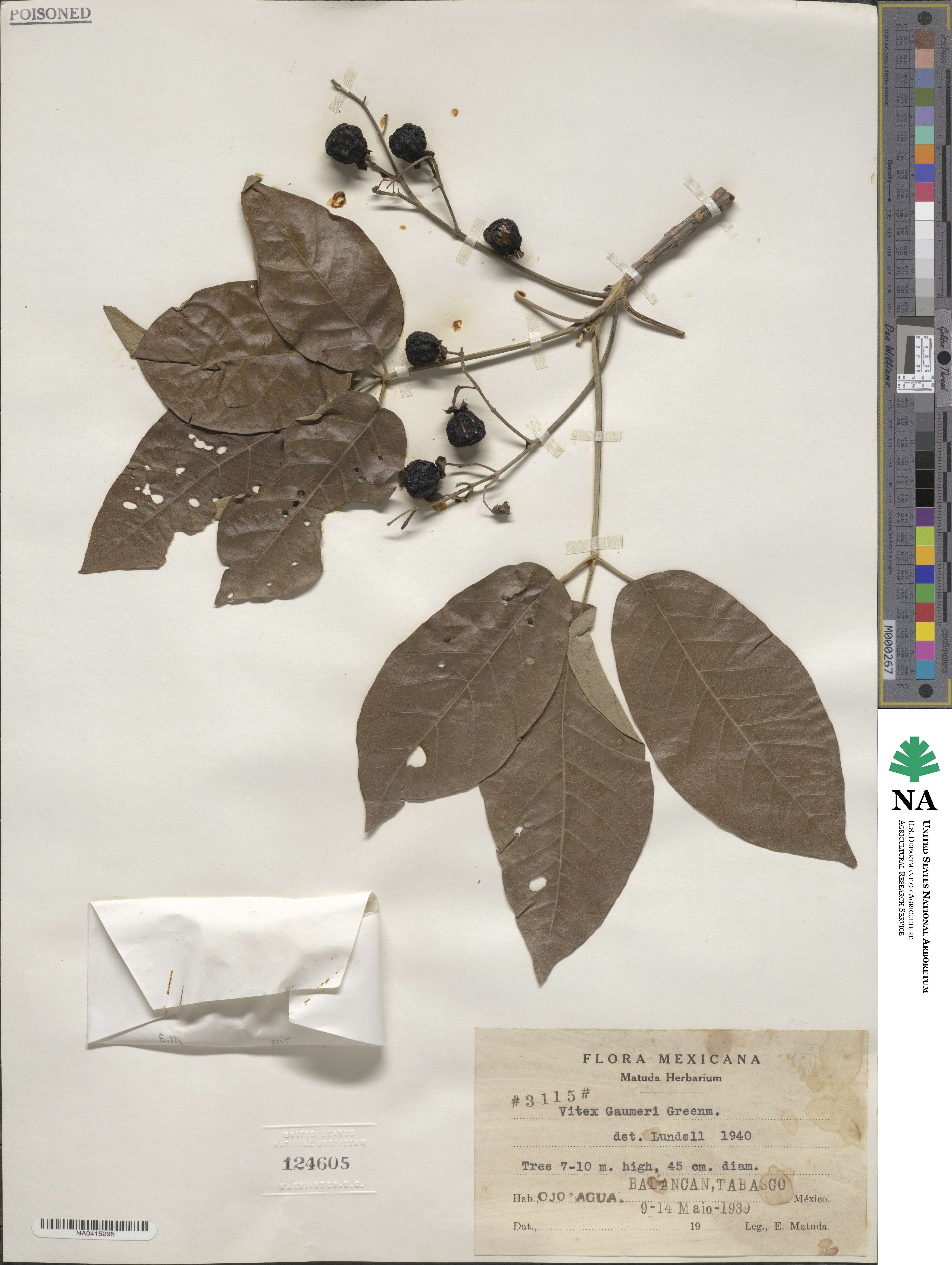 Vitex gaumeri image
