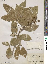 Image of Vitex hemsleyi