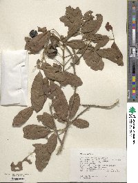 Vitex mollis image