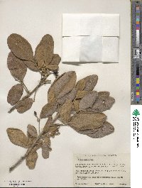 Vitex mollis image