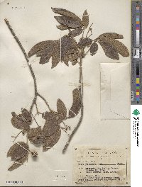 Vitex pyramidata image