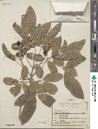 Vitex pyramidata image