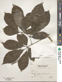 Vitex cymosa image