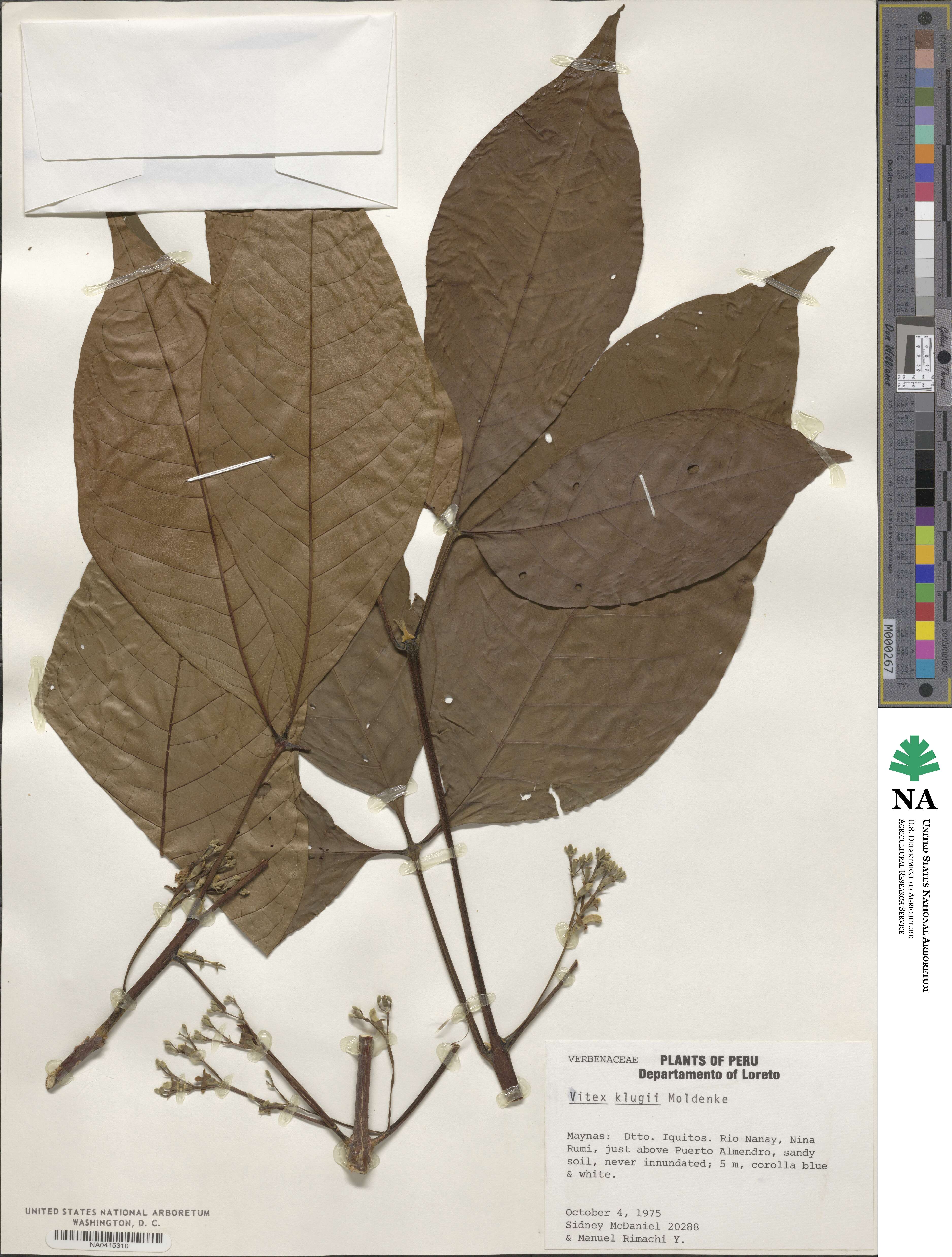 Vitex klugii image