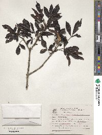 Vitex megapotamica image