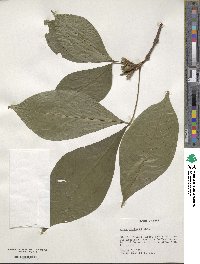 Vitex triflora image