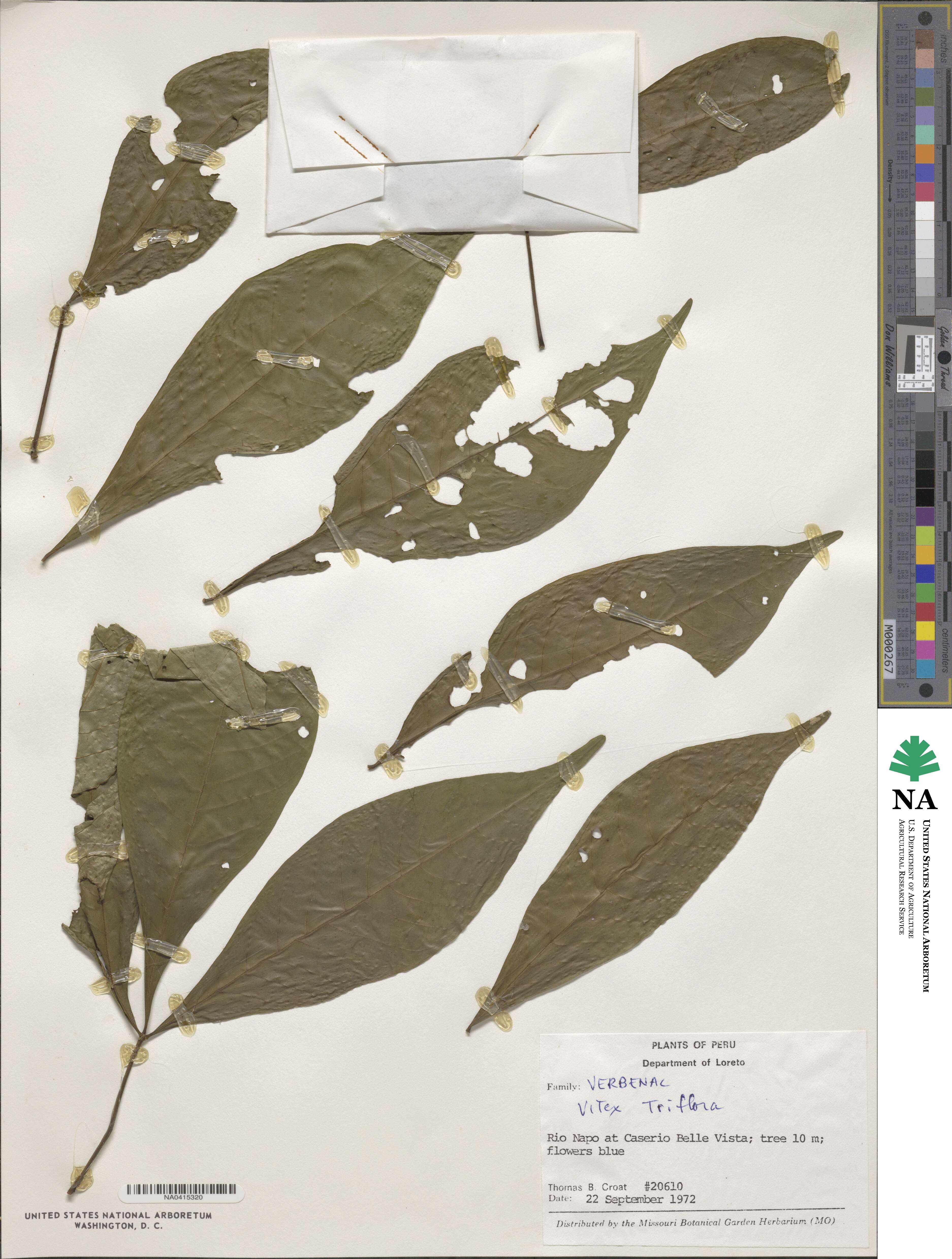 Vitex triflora image