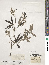 Vitex agnus-castus image