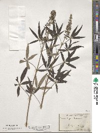 Vitex agnus-castus image