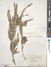 Vitex agnus-castus image