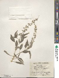 Vitex agnus-castus image