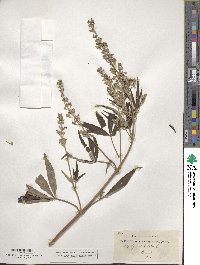 Vitex agnus-castus image