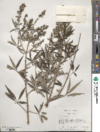 Vitex agnus-castus image