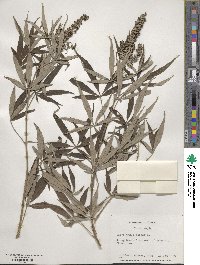 Vitex agnus-castus image