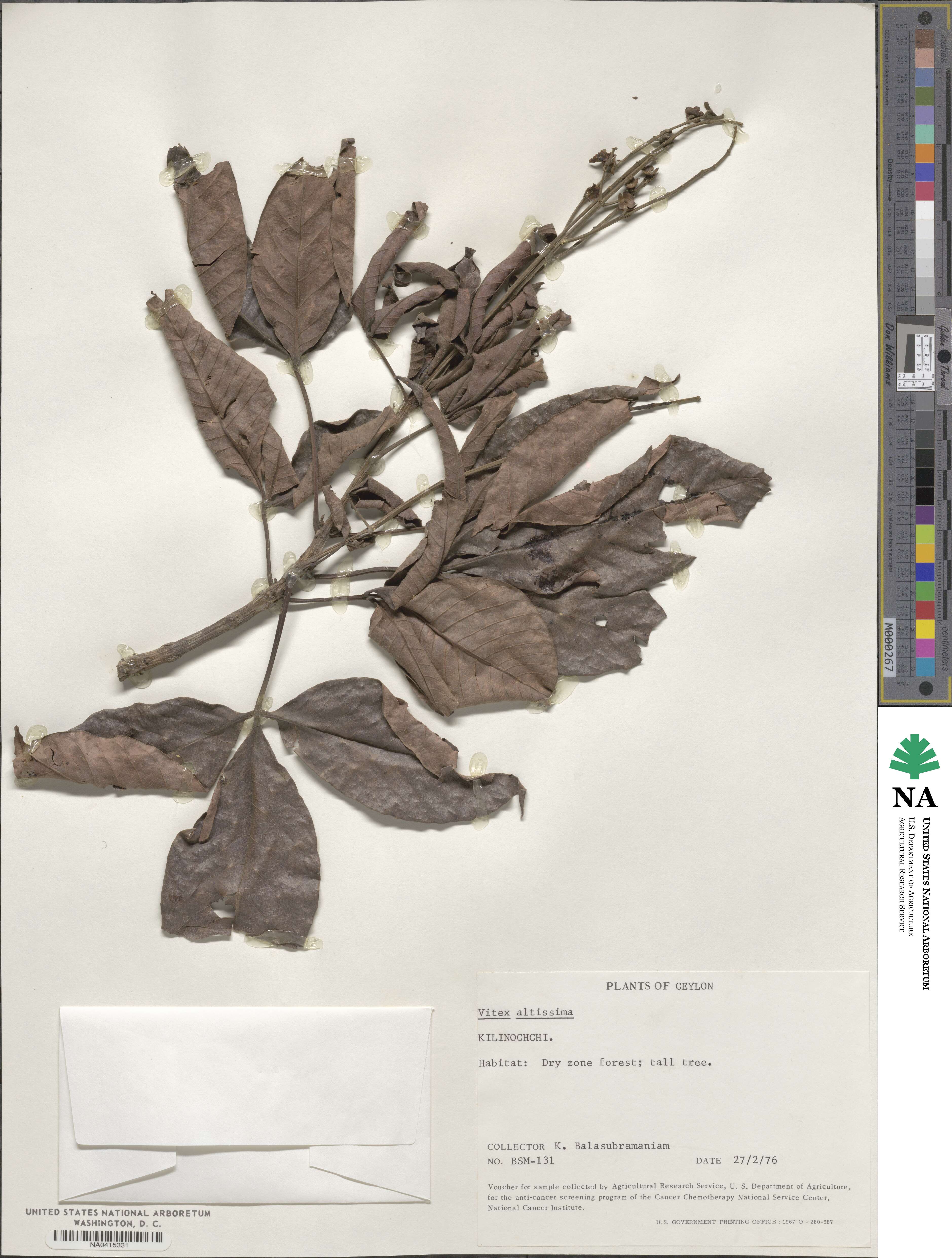 Vitex altissima image