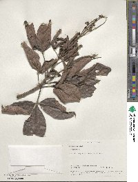 Image of Vitex altissima