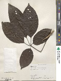 Image of Vitex glabrata