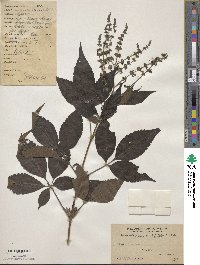 Vitex negundo image