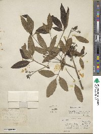 Image of Vitex leucoxylon