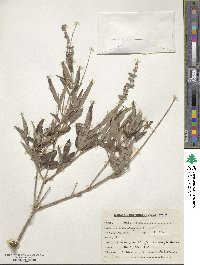 Vitex negundo image