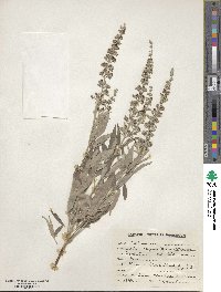 Vitex negundo image