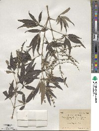 Vitex negundo image