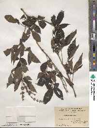 Vitex negundo image