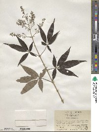 Vitex negundo image