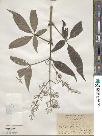 Vitex negundo image