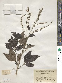 Vitex negundo image