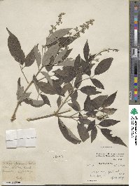 Vitex negundo image