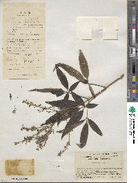 Vitex negundo image