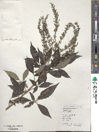 Vitex negundo image