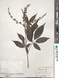 Vitex negundo image