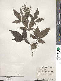 Vitex negundo image