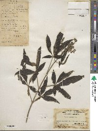 Vitex negundo image