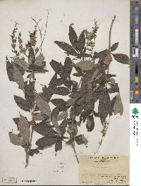 Vitex negundo image